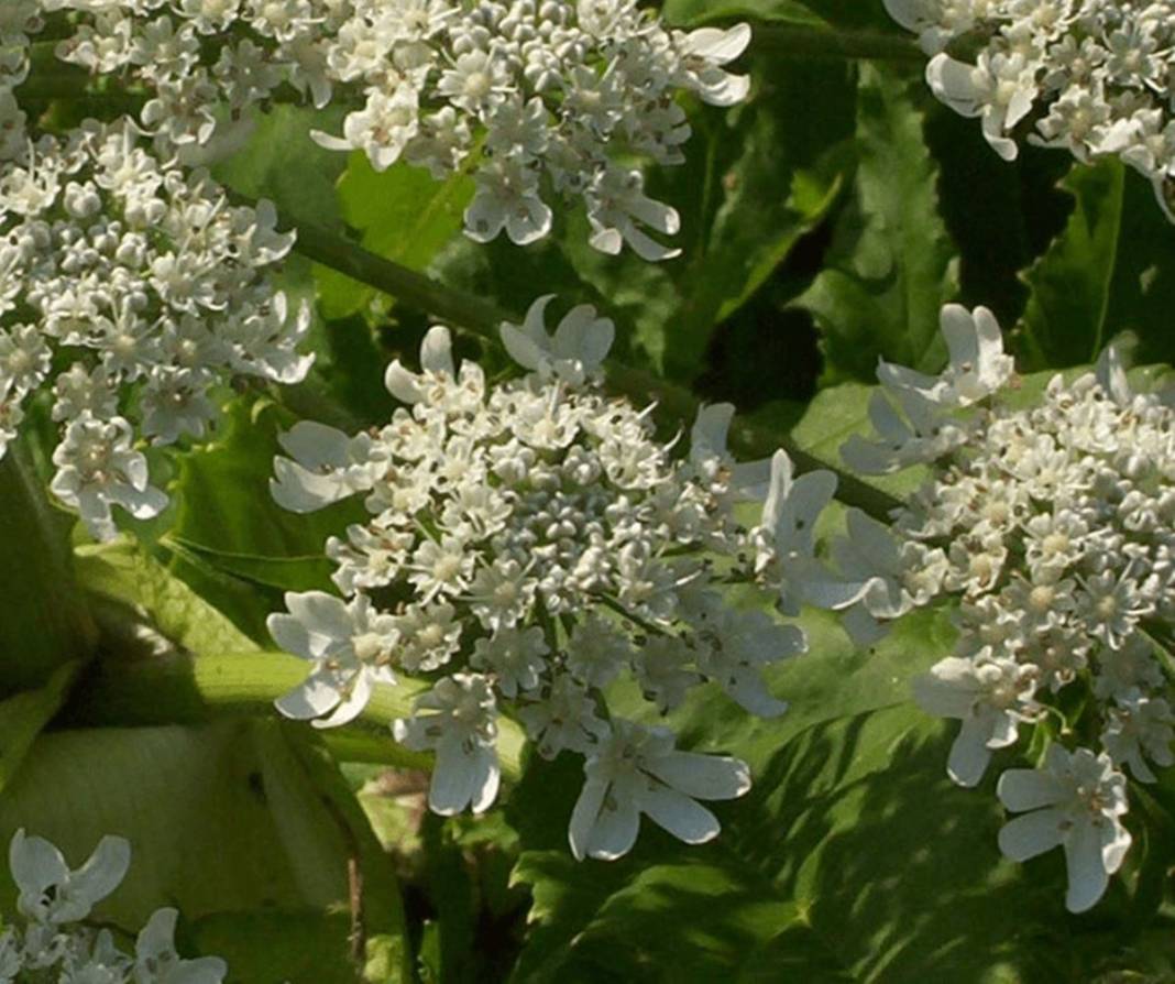 Bu otun sadece yanından geçti, hayatı karardı! Bir ömür onunla yaşayacak, kabus gibi 6